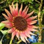 50+INDIAN BLANKET SUNFLOWER Seeds Native Wildflower Long Bloomer No 2 Alike SALE
