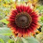 50+INDIAN BLANKET SUNFLOWER Seeds Native Wildflower Long Bloomer No 2 Alike SALE