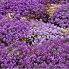 2000+PURPLE DWARF SWEET ALYSSUM Flower Seeds "ROYAL CARPET" Groundcover/Baskets