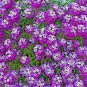 2000+PURPLE DWARF SWEET ALYSSUM Flower Seeds "ROYAL CARPET" Groundcover/Baskets