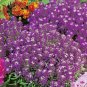 2000+PURPLE DWARF SWEET ALYSSUM Flower Seeds "ROYAL CARPET" Groundcover/Baskets