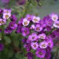2000+PURPLE DWARF SWEET ALYSSUM Flower Seeds "ROYAL CARPET" Groundcover/Baskets