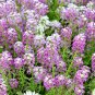 2000+PURPLE DWARF SWEET ALYSSUM Flower Seeds "ROYAL CARPET" Groundcover/Baskets