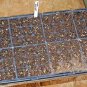 2000+PURPLE DWARF SWEET ALYSSUM Flower Seeds "ROYAL CARPET" Groundcover/Baskets