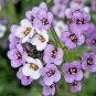 2000+PURPLE DWARF SWEET ALYSSUM Flower Seeds "ROYAL CARPET" Groundcover/Baskets