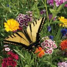 1 OZ=17000+POLLINATOR WILDFLOWER Mix 29 Different Flower Seeds Annual/Perennial