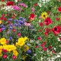 1 OZ=17000+POLLINATOR WILDFLOWER Mix 29 Different Flower Seeds Annual/Perennial