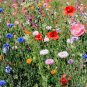 1 OZ=17000+POLLINATOR WILDFLOWER Mix 29 Different Flower Seeds Annual/Perennial