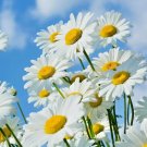 1 OZ=25,000+ALASKA SHASTA DAISY Flower Seeds Native Wildflower Garden Yard Bulk