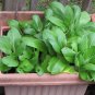 600+PAK CHOY-CHOI CANTON CABBAGE Seeds Non-Gmo Organic Garden/Patio Containers