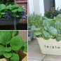 600+PAK CHOY-CHOI CANTON CABBAGE Seeds Non-Gmo Organic Garden/Patio Containers