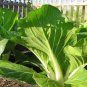 600+PAK CHOY-CHOI CANTON CABBAGE Seeds Non-Gmo Organic Garden/Patio Containers