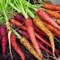 500+RAINBOW CARROTS Seeds 5 Colors All Natural Organic Non-Gmo Gourmet Kitchen