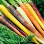 500+RAINBOW CARROTS Seeds 5 Colors All Natural Organic Non-Gmo Gourmet Kitchen