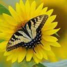100+WILD(Common)SUNFLOWER Seeds American Native Wildflower Kansas State Flower