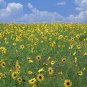 100+WILD(Common)SUNFLOWER Seeds American Native Wildflower Kansas State Flower