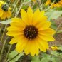 100+WILD(Common)SUNFLOWER Seeds American Native Wildflower Kansas State Flower