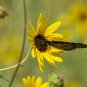 100+WILD(Common)SUNFLOWER Seeds American Native Wildflower Kansas State Flower