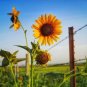 100+WILD(Common)SUNFLOWER Seeds American Native Wildflower Kansas State Flower