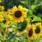 100+WILD(Common)SUNFLOWER Seeds American Native Wildflower Kansas State Flower