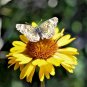 100+YELLOW BLANKET FLOWER Seeds American Native Wildflower Perennial Butterflies