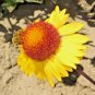 100+YELLOW BLANKET FLOWER Seeds American Native Wildflower Perennial Butterflies
