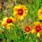 100+YELLOW BLANKET FLOWER Seeds American Native Wildflower Perennial Butterflies