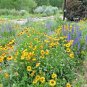 100+YELLOW BLANKET FLOWER Seeds American Native Wildflower Perennial Butterflies