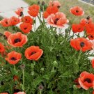 1000+ORIENTAL POPPY Flower Seeds Mid-Summer Blooms Long Life Garden/Container