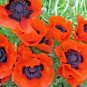 1000+ORIENTAL POPPY Flower Seeds Mid-Summer Blooms Long Life Garden/Container