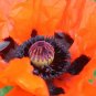 1000+ORIENTAL POPPY Flower Seeds Mid-Summer Blooms Long Life Garden/Container