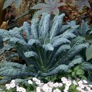 600+LACINATO(Dinosaur) KALE Seeds Organic Non-GMO Spring/Fall Nero Di Toscana