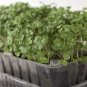 600+LACINATO(Dinosaur) KALE Seeds Organic Non-GMO Spring/Fall Nero Di Toscana