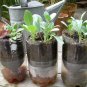 600+LACINATO(Dinosaur) KALE Seeds Organic Non-GMO Spring/Fall Nero Di Toscana