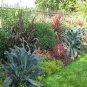 600+LACINATO(Dinosaur) KALE Seeds Organic Non-GMO Spring/Fall Nero Di Toscana