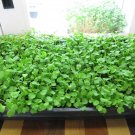 600+ARUGULA ROQUETTE LETTUCE Seeds Organic Non-GMO Spring/Fall Garden/Containers