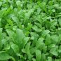600+ARUGULA ROQUETTE LETTUCE Seeds Organic Non-GMO Spring/Fall Garden/Containers
