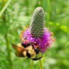 500+PURPLE PRAIRIE CLOVER Flower Seeds Native Wildflower Butterflies Bee's SALE