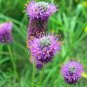 500+PURPLE PRAIRIE CLOVER Flower Seeds Native Wildflower Butterflies Bee's SALE
