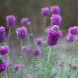 500+PURPLE PRAIRIE CLOVER Flower Seeds Native Wildflower Butterflies Bee's SALE