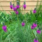 500+PURPLE PRAIRIE CLOVER Flower Seeds Native Wildflower Butterflies Bee's SALE