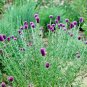 500+PURPLE PRAIRIE CLOVER Flower Seeds Native Wildflower Butterflies Bee's SALE