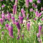 500+PURPLE PRAIRIE CLOVER Flower Seeds Native Wildflower Butterflies Bee's SALE