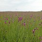 500+PURPLE PRAIRIE CLOVER Flower Seeds Native Wildflower Butterflies Bee's SALE