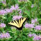 300+WAHPE WASHTEMNA Seeds Bee Balm Bergamot Monarda American Native Wildflower