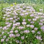 300+WAHPE WASHTEMNA Seeds Bee Balm Bergamot Monarda American Native Wildflower