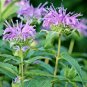 300+WAHPE WASHTEMNA Seeds Bee Balm Bergamot Monarda American Native Wildflower