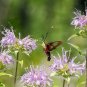 300+WAHPE WASHTEMNA Seeds Bee Balm Bergamot Monarda American Native Wildflower