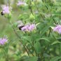 300+WAHPE WASHTEMNA Seeds Bee Balm Bergamot Monarda American Native Wildflower
