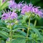 300+WAHPE WASHTEMNA Seeds Bee Balm Bergamot Monarda American Native Wildflower